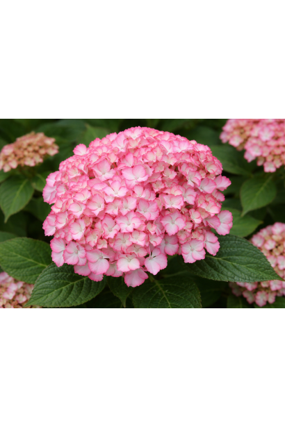 Hydrangea Mirai квітка